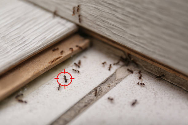 Professional Pest Control in Eutaw, AL