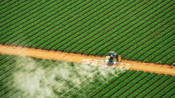 Best Termite Control Services  in Eutaw, AL