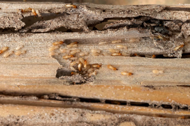 Best Best Pest Control Companies  in Eutaw, AL